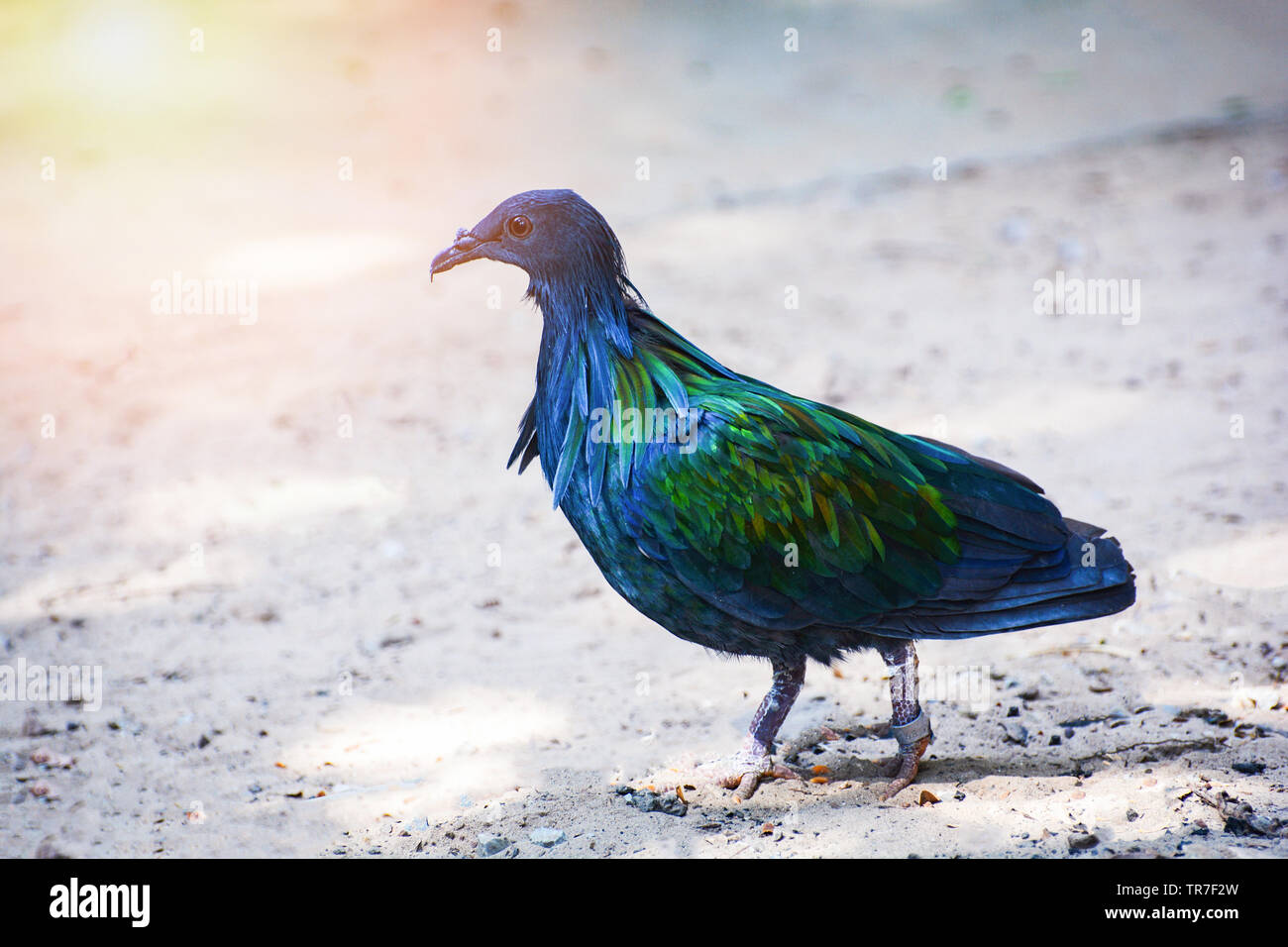 Kragentaube Taube wildlife Tier Vogel am Boden steht/Bunte Feder Vogel Stockfoto