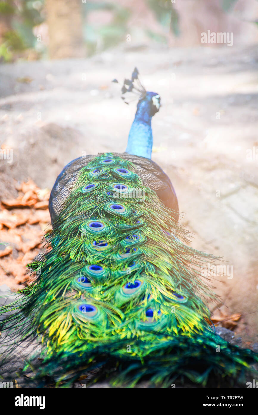 Schönen männlichen Pfauenfedern zeigt farbenfrohe Schwanz auf der Farm/Pfau Vogel Stockfoto