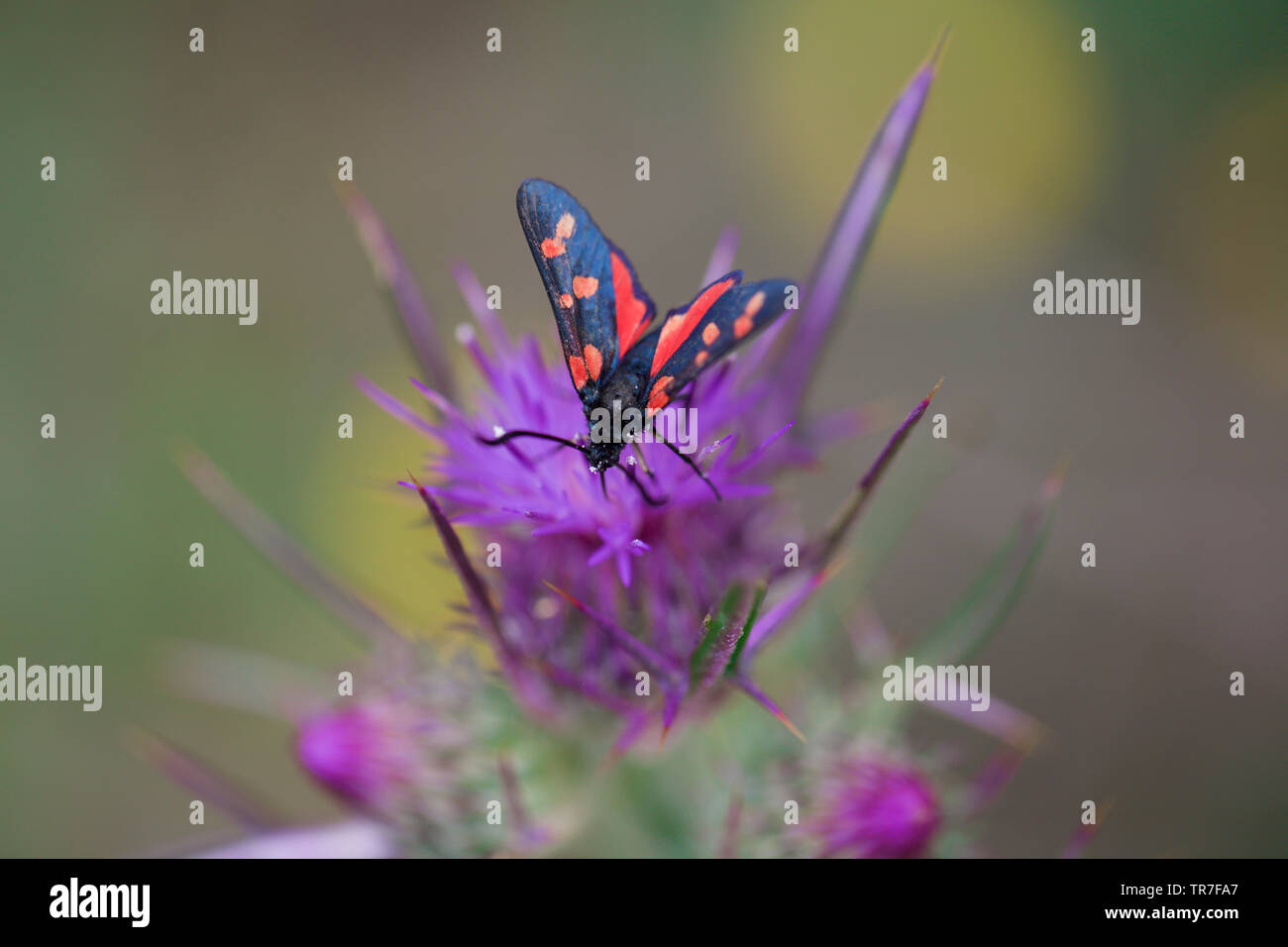 Schöne Motte auf die Lila Blume Stockfoto