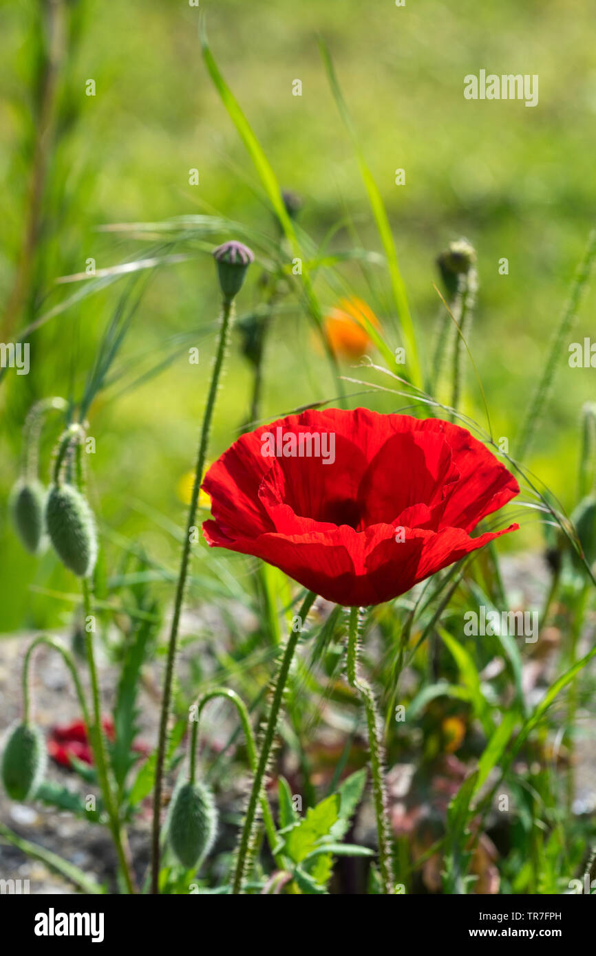 Doppel poppy Vertikale Stockfoto