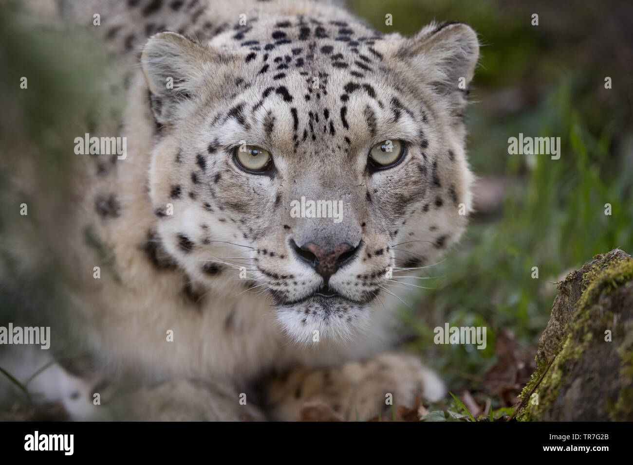 Snow Leopard Kopf geschossen (Hochformat) Stockfoto