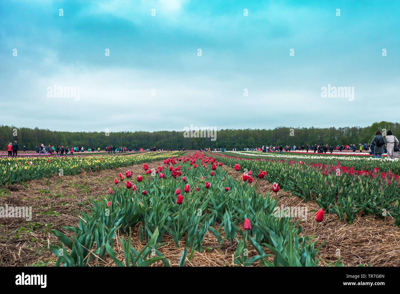 In Lutsk, Ukraine - 30. April 2019: Tulip Festival' Gebiet Holland' Stockfoto