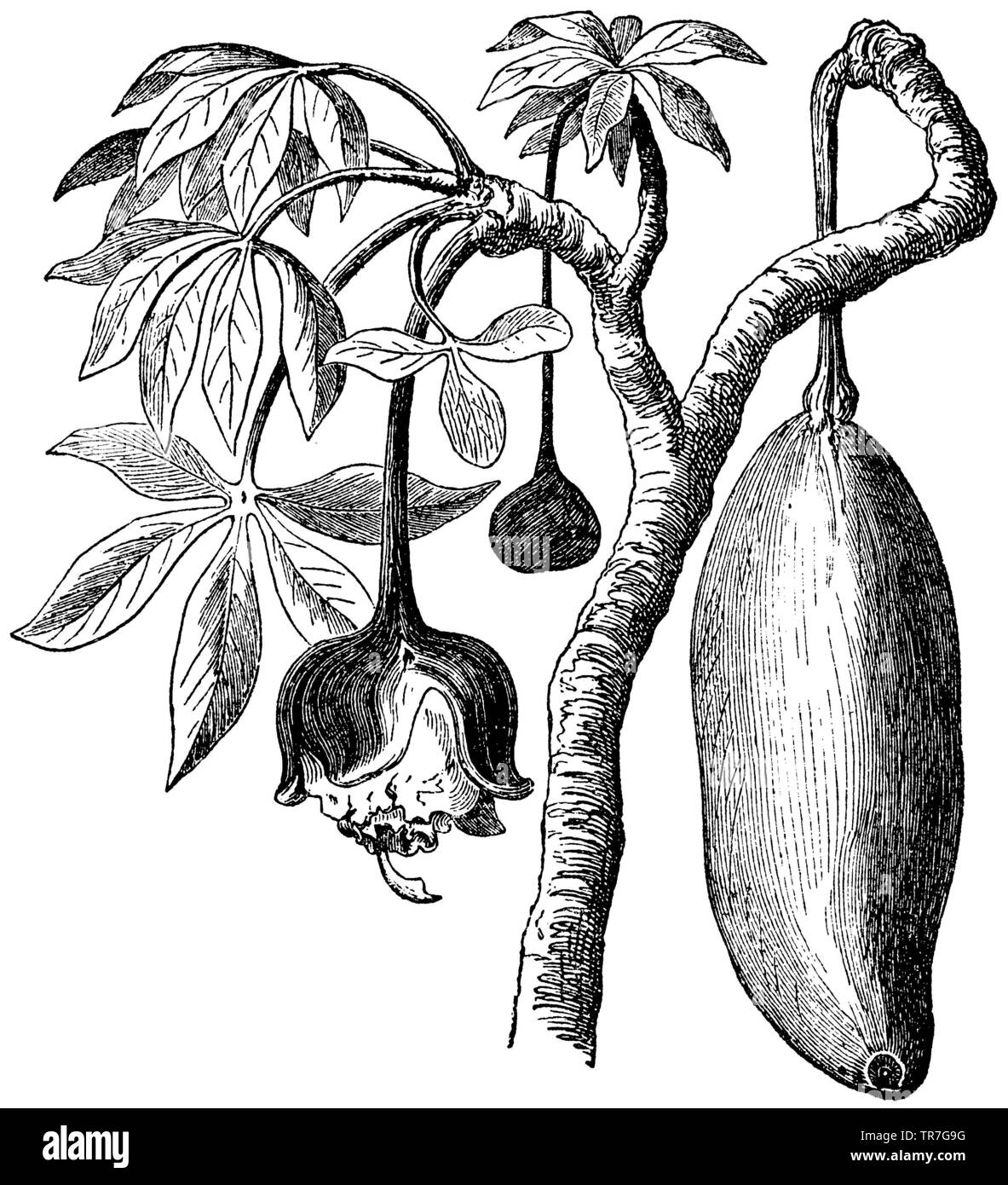 Baobab mit Blumen und Obst, Adansonia digitata, (Enzyklopädie, 1893) Stockfoto