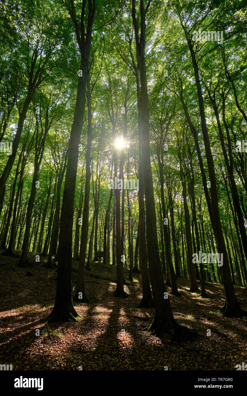 Sonne scheint durch Buche Bäume und Wald/Stubnitz der Nationalpark Jasmund UNESCO Weltkulturerbe an der Ostsee Insel Rügen Deutschland Stockfoto