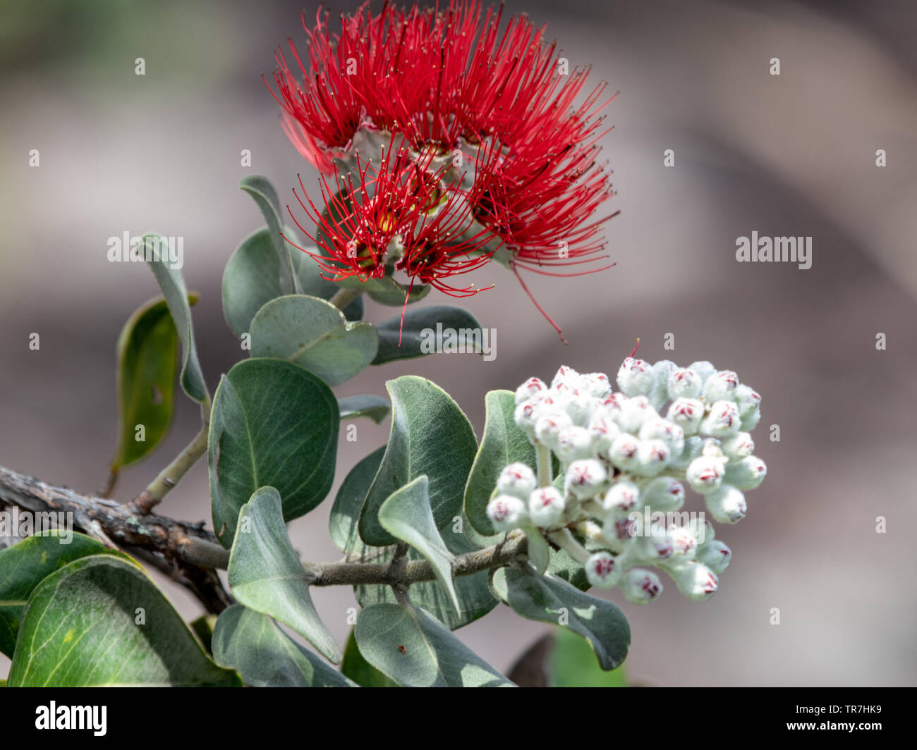 Die lehua ohia Baum und seine Blüten haben tiefe Wurzeln in der hawaiischen Kultur Stockfoto