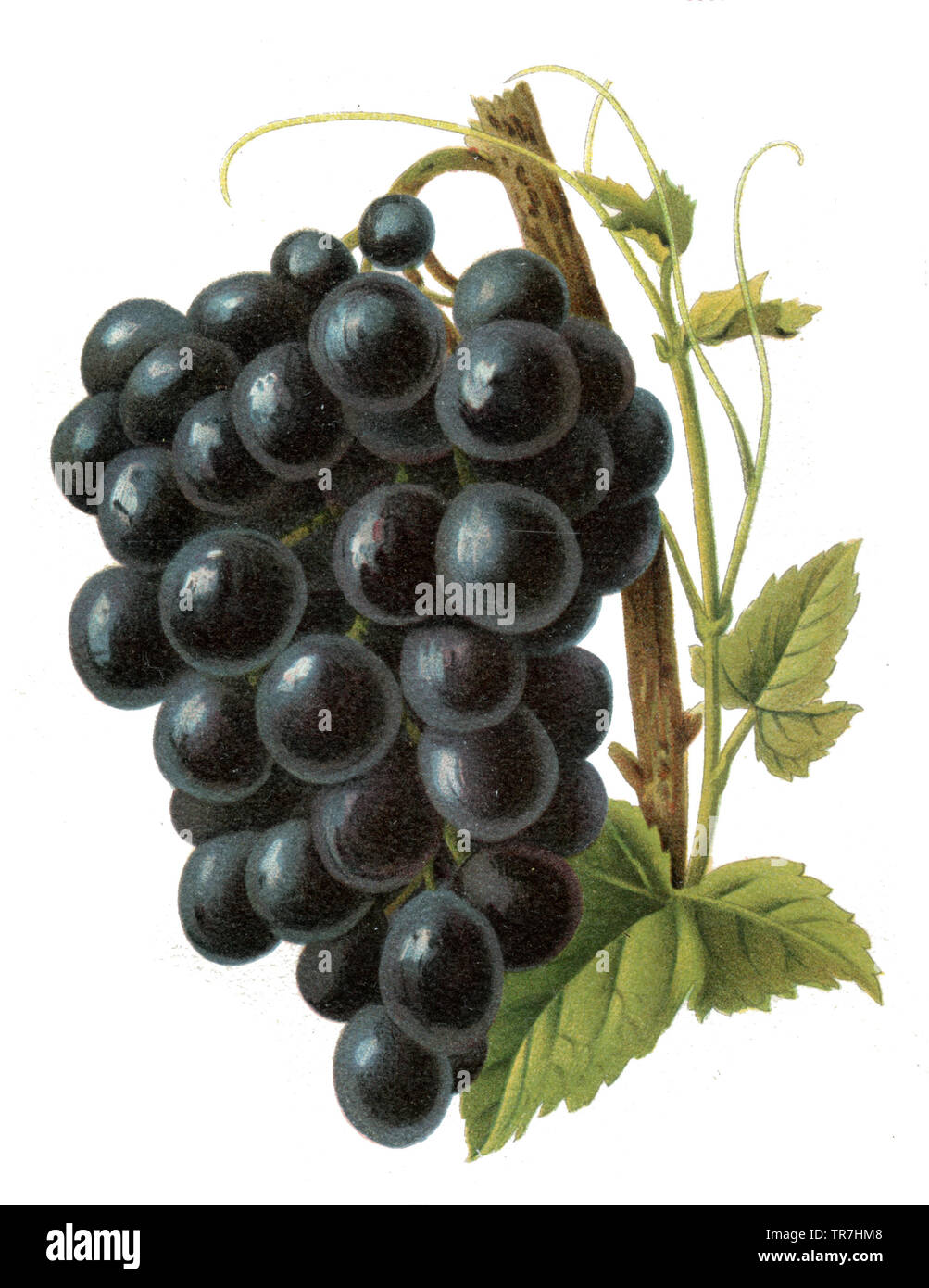 Grapevine Vielfalt: Frühe Burgund, (, ) Stockfoto