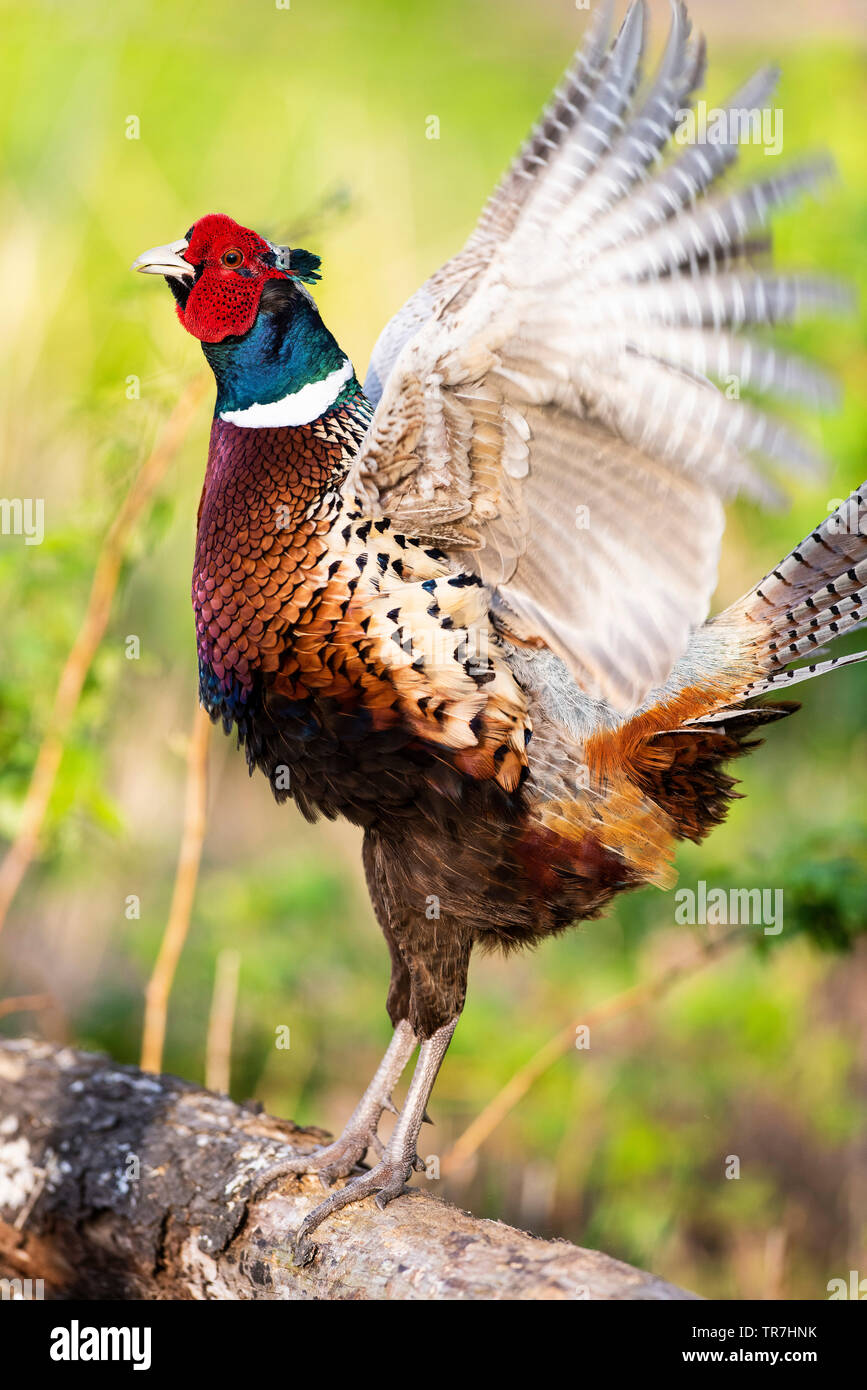 Einen krähenden Hahn Fasan im Frühjahr in South Dakota Stockfoto