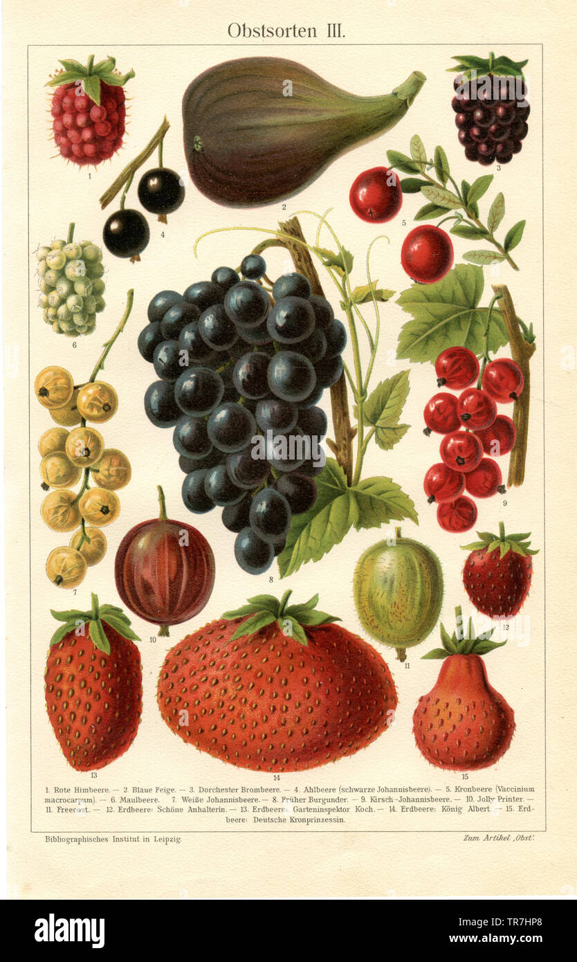 Beeren: I. rote Himbeere. 2. blau Abb. 3 Dorchester Black. 4. black (schwarze Johannisbeere). 5. krone Berry (Vaccinium macrocarpum). 6. Mulberry. 7. weiße Johannisbeere. 8. vorzeitige Burgund. 9. cherry-johannisberry. 10 Jolly Drucker. 11. kostenlos essen. 12. Erdbeere: Schöne hitchhiker. 13. erdbeergarten Inspektor Koch. 14. Erdbeere: König Albert. 15 Erdbeere: Deutsch Krone Prinzessin. , (, ) Stockfoto