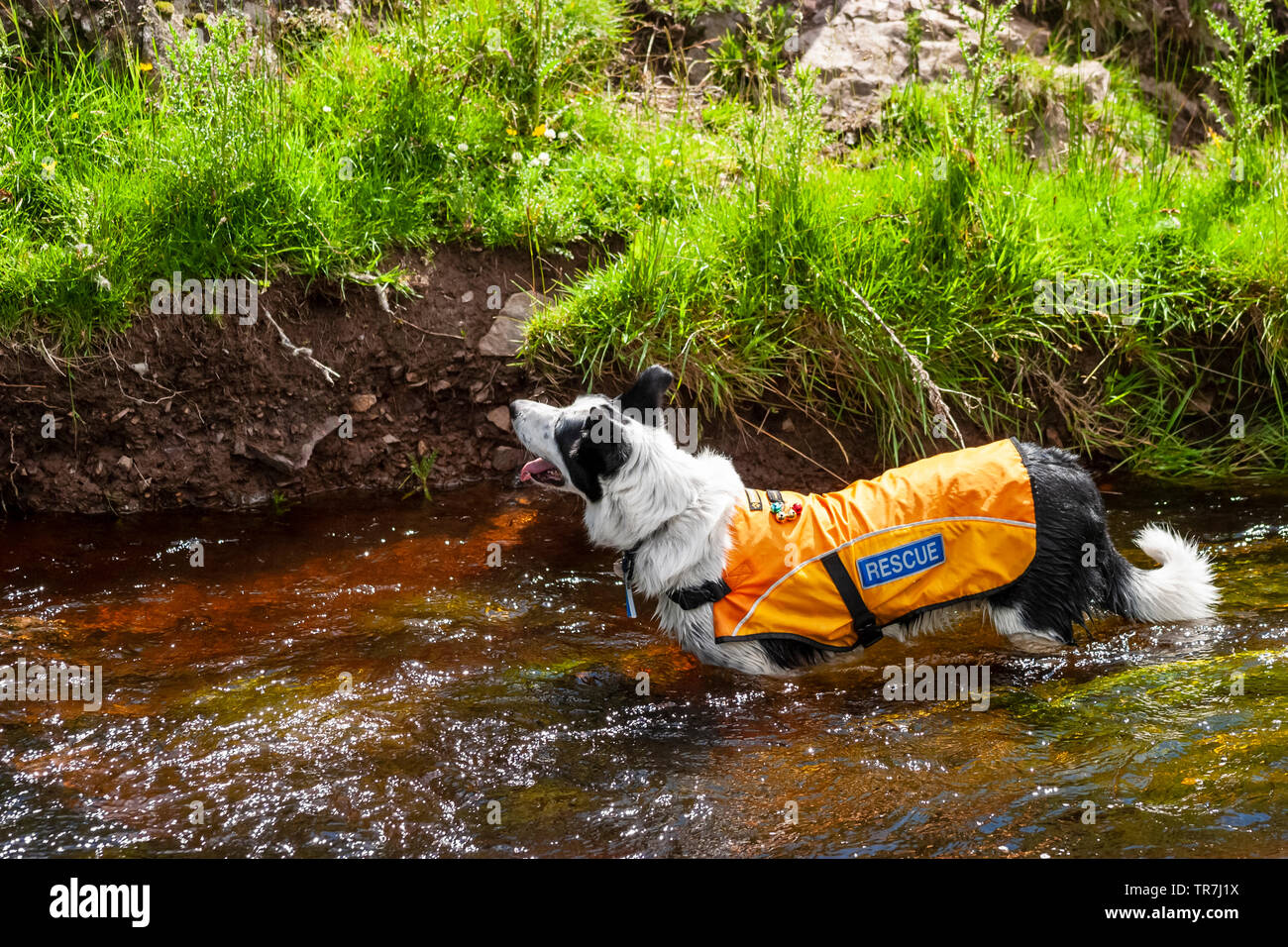 Nationale Suche und Rettung Hunde Verein Rettungshunde auf Übung im Norden Englands. Stockfoto