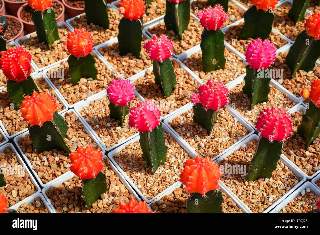Gymnocalycium Cactus/Bunt orange und rosa Blten Kaktus im Topf in der  Grtnerei Farm gepflanzt Stockfotografie - Alamy