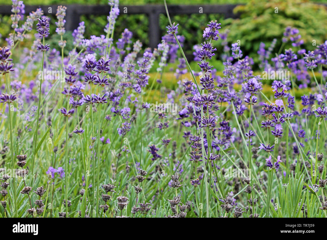 Blühender Lavendel im Garten hautnah. Stockfoto