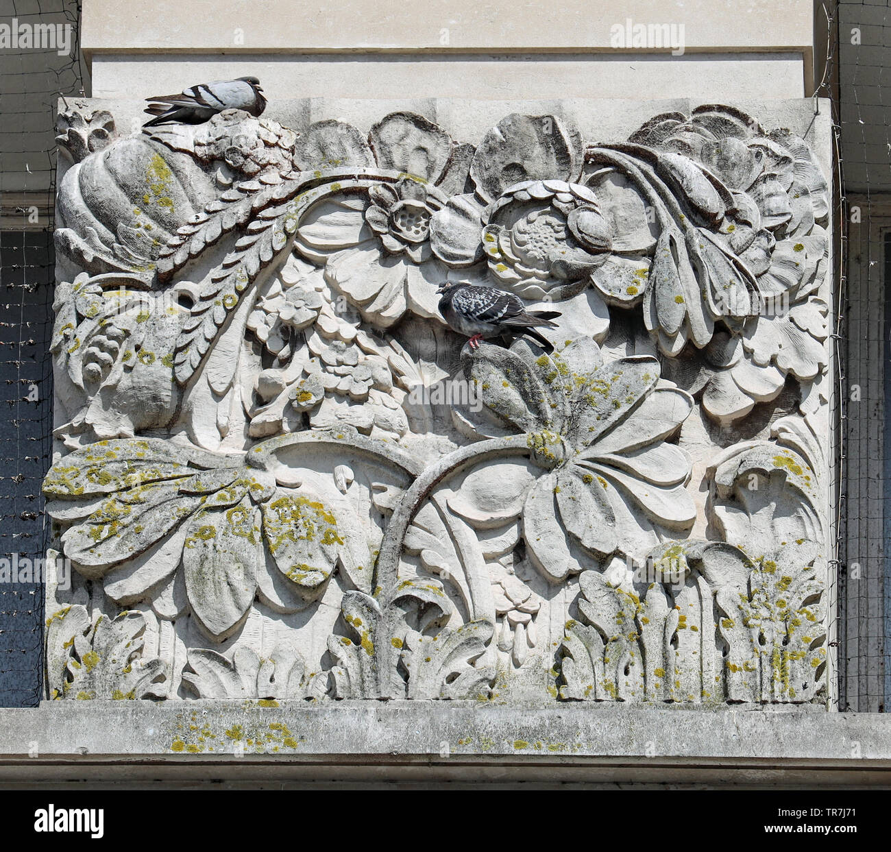 Tauben auf dem Stein an der Plymouth House of Fraser Gebäude Stockfoto