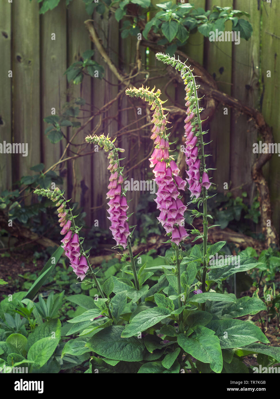 Fingerhut (Digitalis Purperea) im Garten Grenze Stockfoto