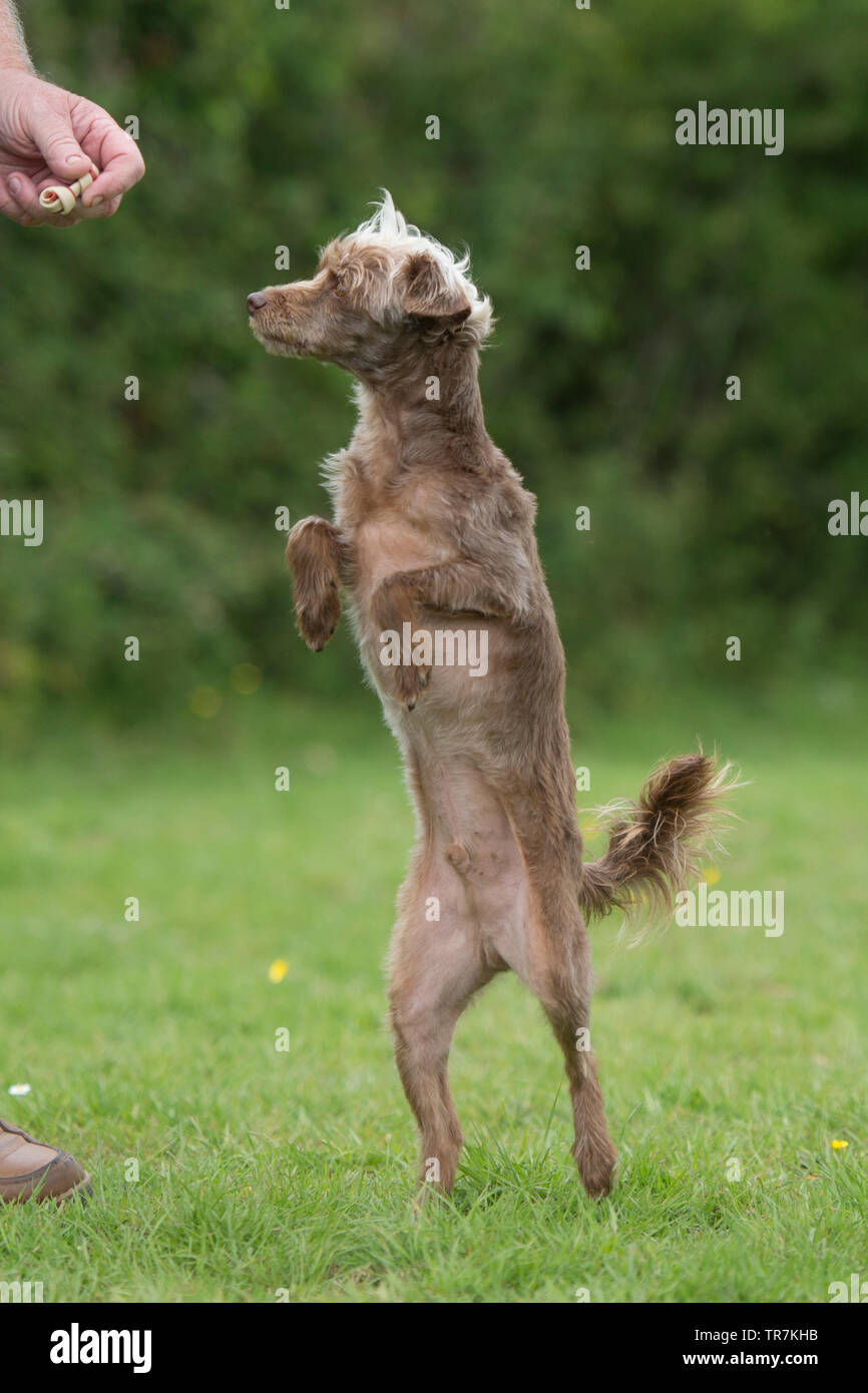 Yorkipoo Hund auf den Hinterbeinen Stockfoto