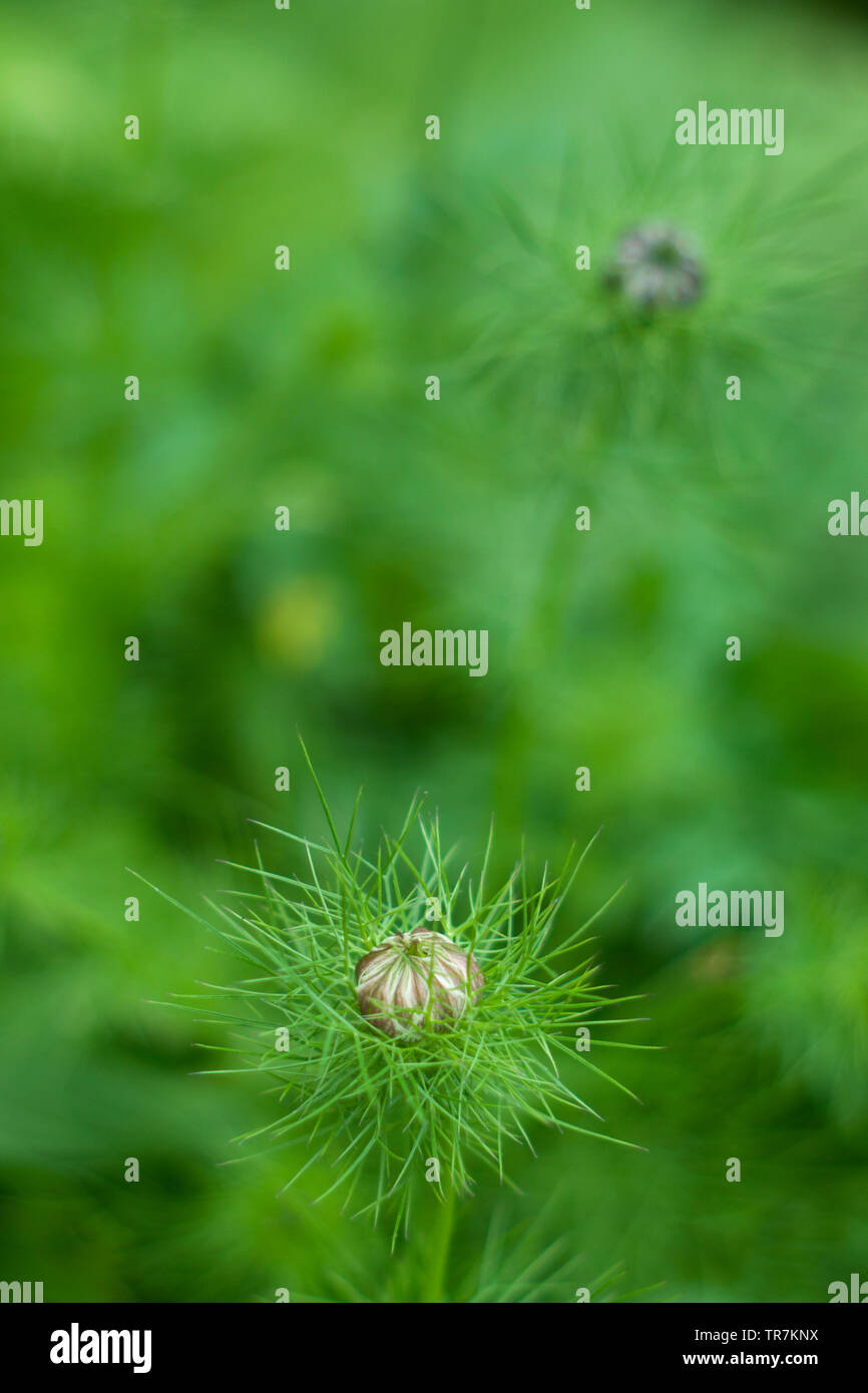 Nahaufnahme von Nigella damascena (Love-in-a-Mist) über zu Blume n Garten Stockfoto