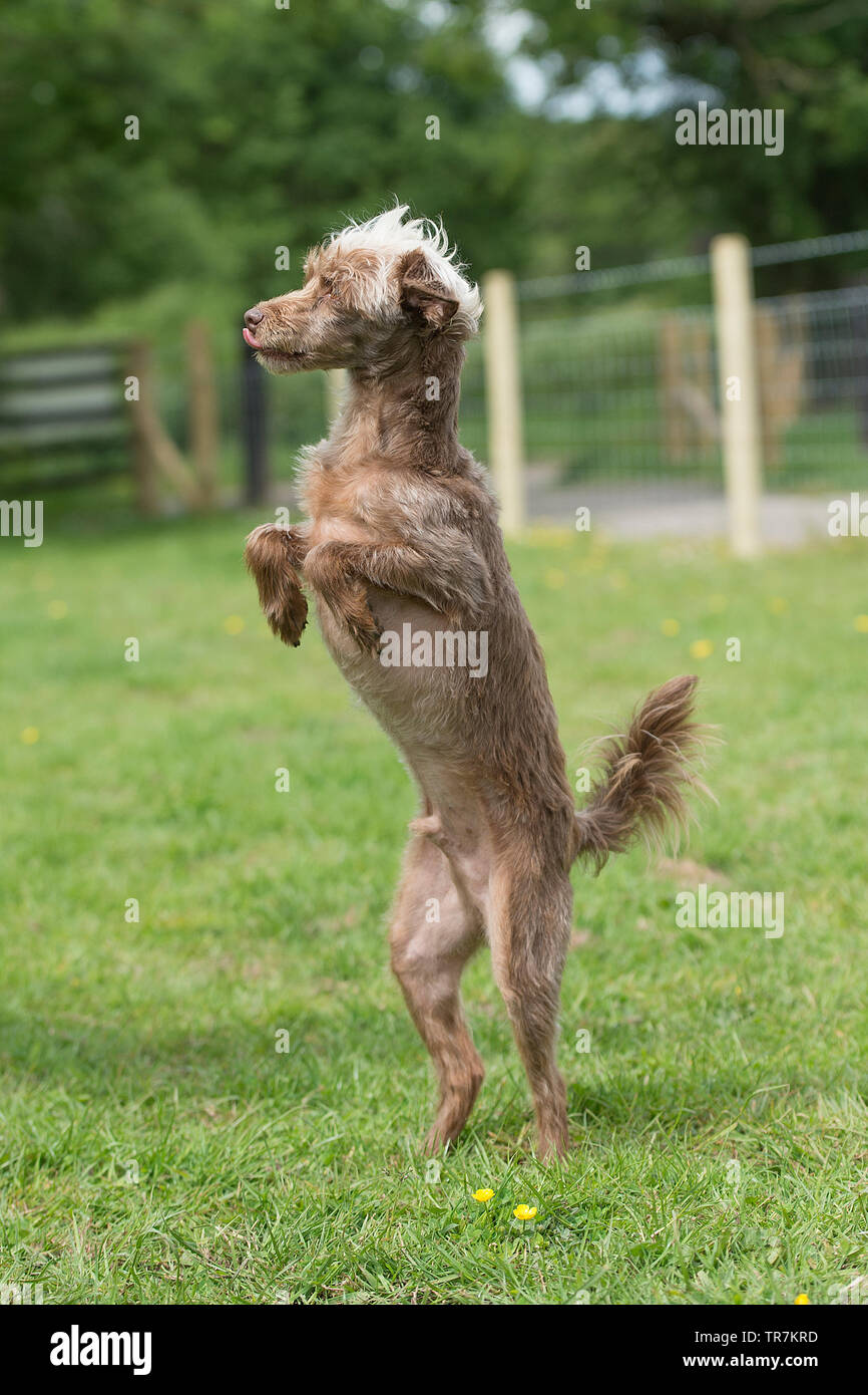 Yorkipoo Hund auf den Hinterbeinen Stockfoto