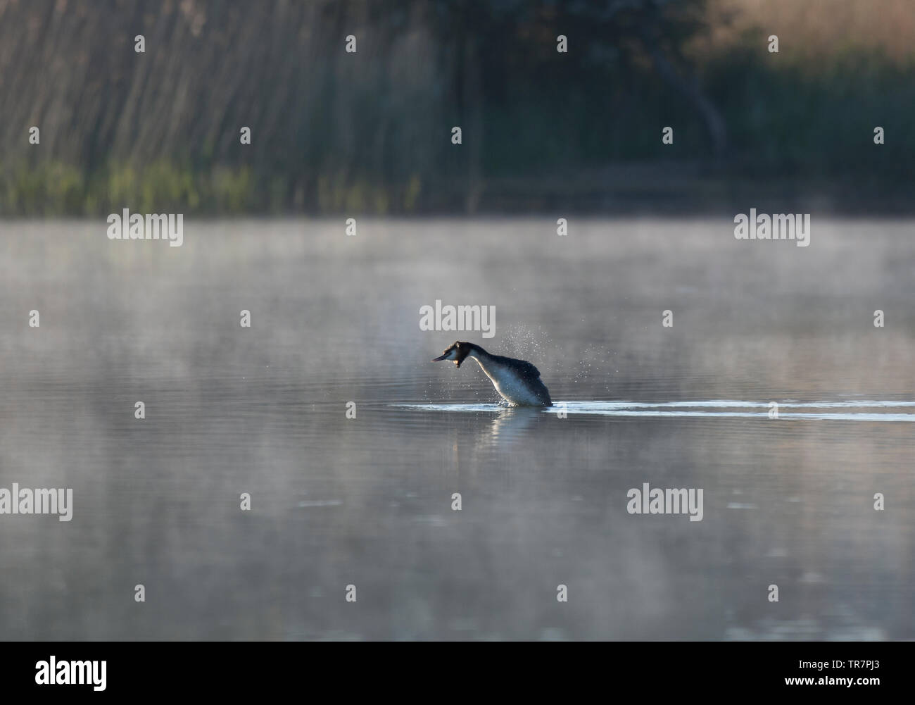 Haubentaucher, Podiceps cristatus, trocken schütteln im frühen Morgennebel, Lancashire, Großbritannien Stockfoto