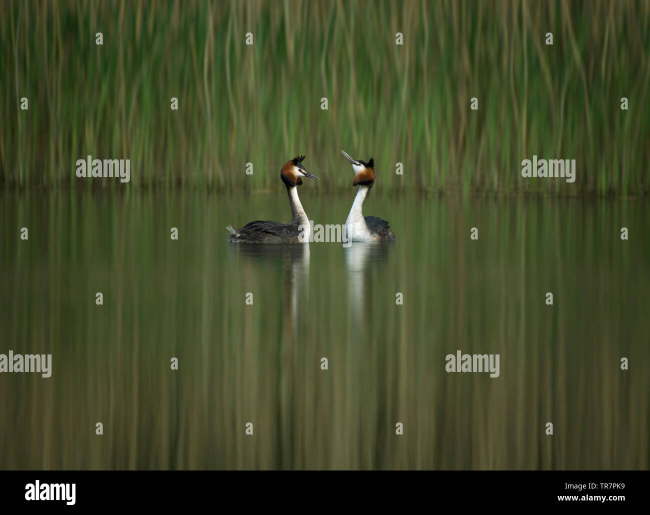 Haubentaucher, Podiceps cristatus, Werbungstanz, Lancashire, Großbritannien Stockfoto