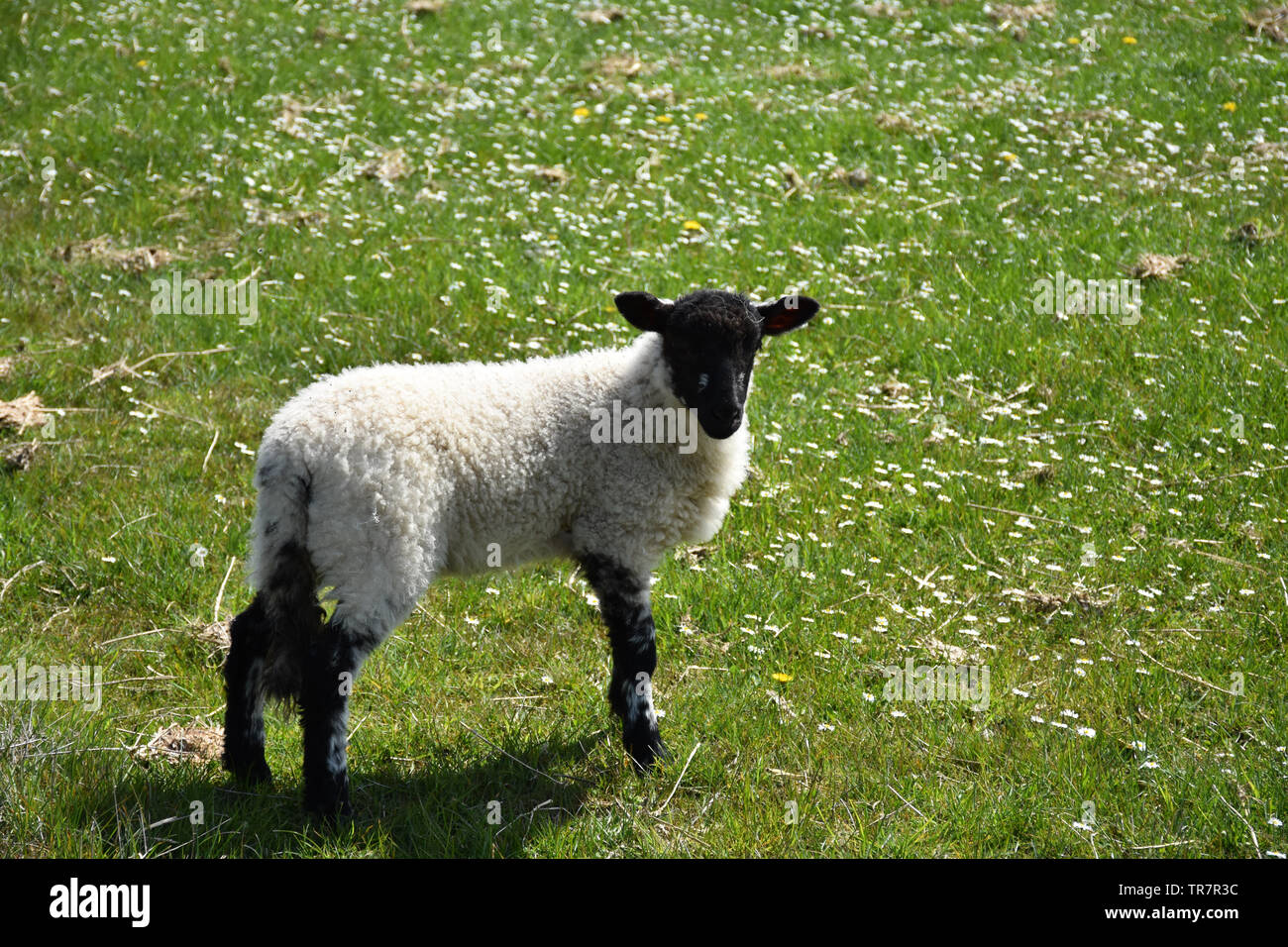 Adorable junge suffolk Lamm in einer Wiese in England. Stockfoto