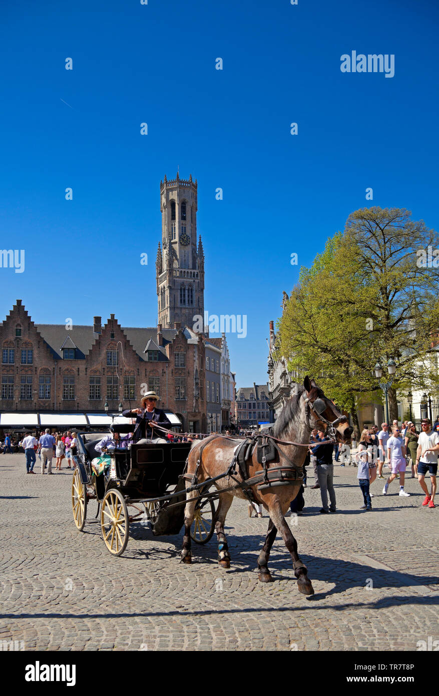 Brügge, Pferd und Wagen Stadtrundfahrt, Belgien, Europa Stockfoto