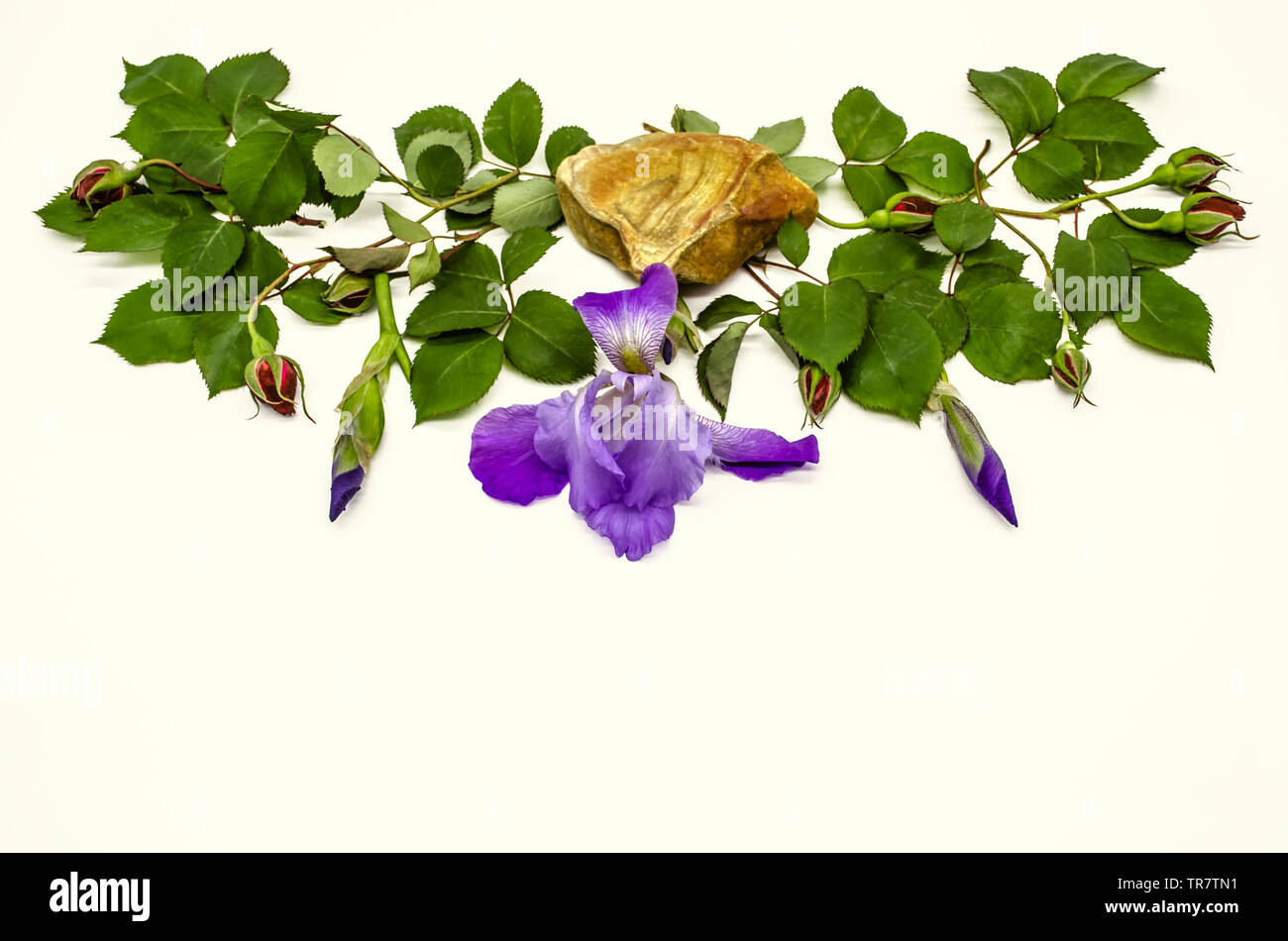 Girlanden der Zweige mit Knospen, rote Rosen und Blätter mit Iris Knospen an den Seiten und in der Mitte schön Travertin mit Iris Blume auf einem weißen Stockfoto