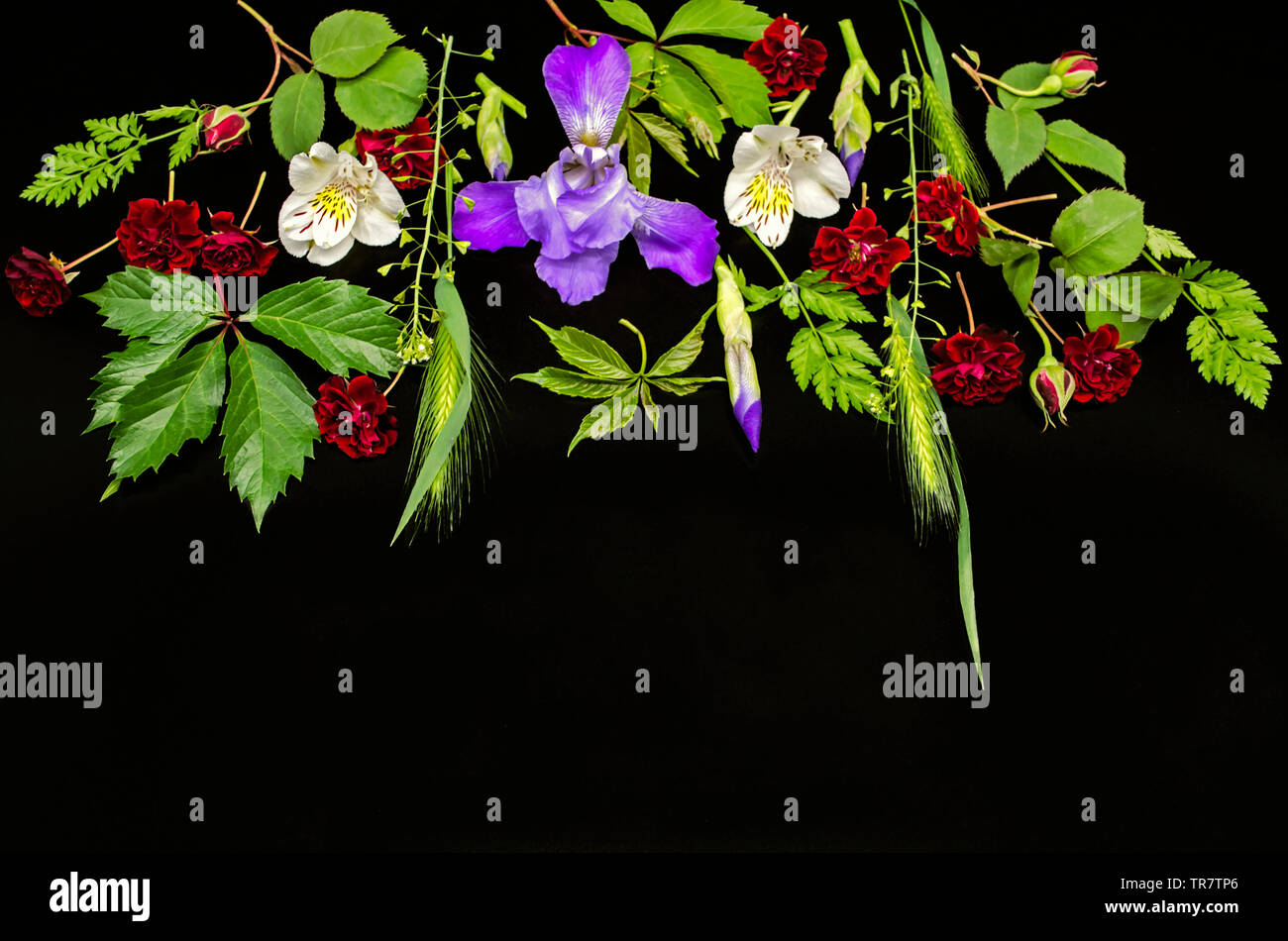 Eine Gruppe von hellen Blüten mit kleinen Rosen, lila Iris mit Knospen, Inkalilie, wilde Weinblättern und verschiedenen Kräutern auf einem schwarzen Hintergrund Stockfoto