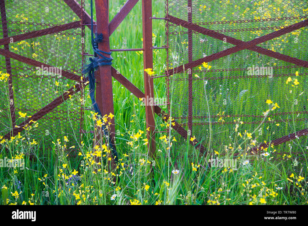 Rostigem Eisen Zaun und wilden Blumen. Stockfoto