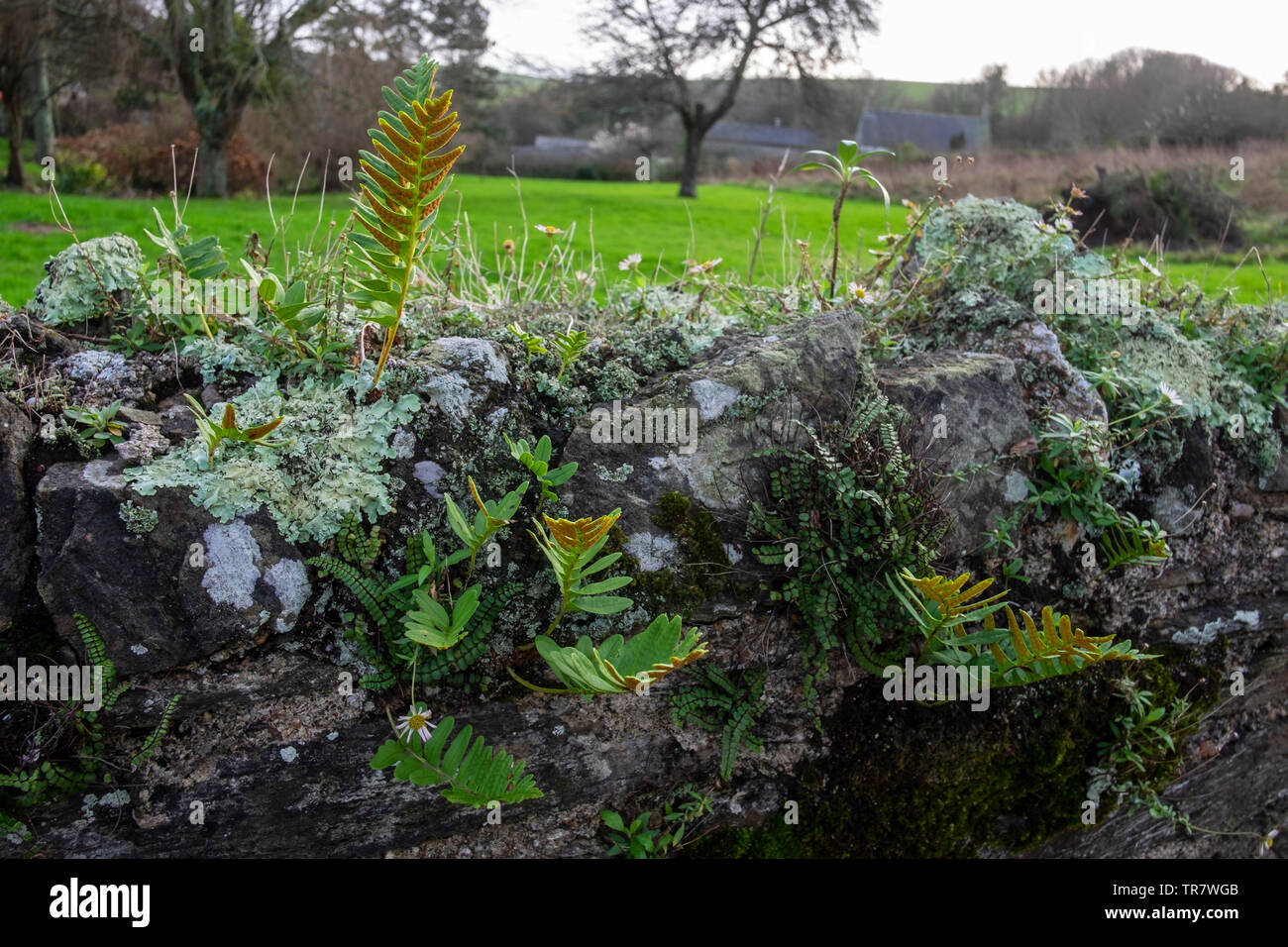 Polypody, Polypodium vulgare, Farn in Stein Wand Stockfoto