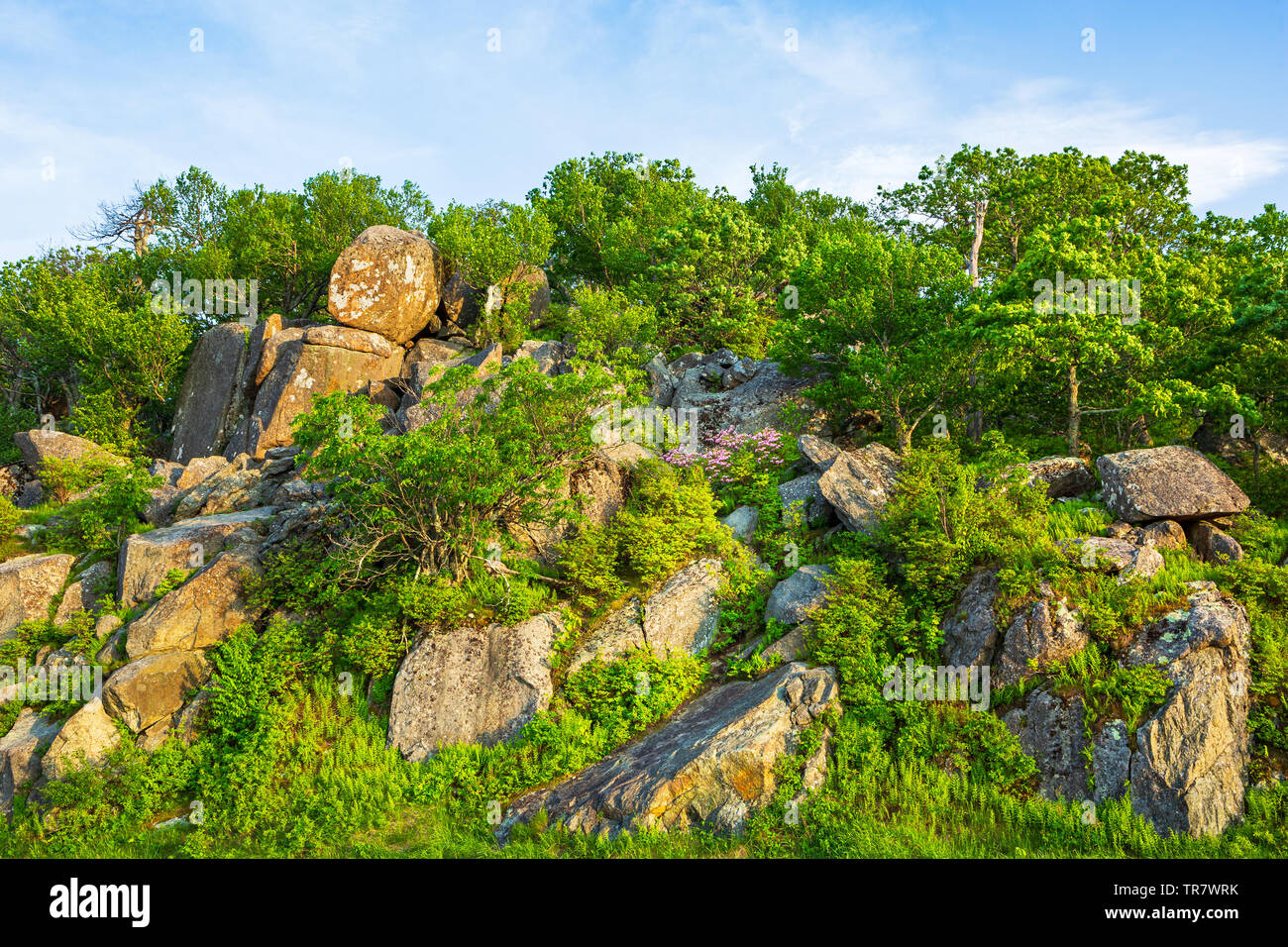 Felsige Landschaft entlang der Skyline Drive in der Shenandoah National Park, Virginia, USA Stockfoto