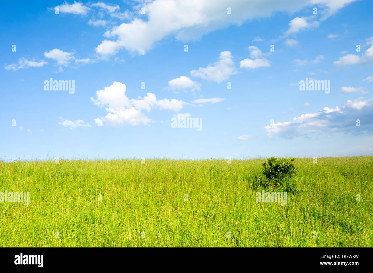 Ländliche Szene einer grünen Wiese und blauer Himmel im US-Staat Virginia Stockfoto