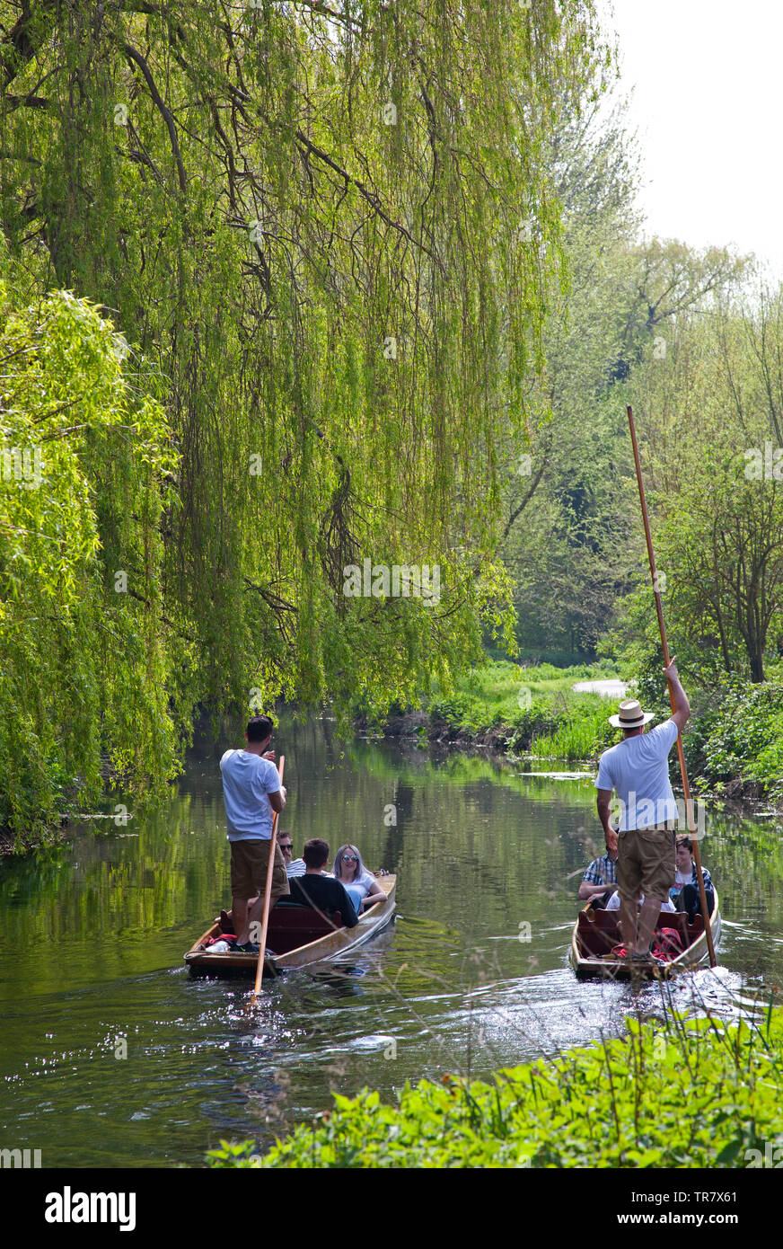 Punt sightseeing tour, Canterbury, England, Großbritannien Stockfoto