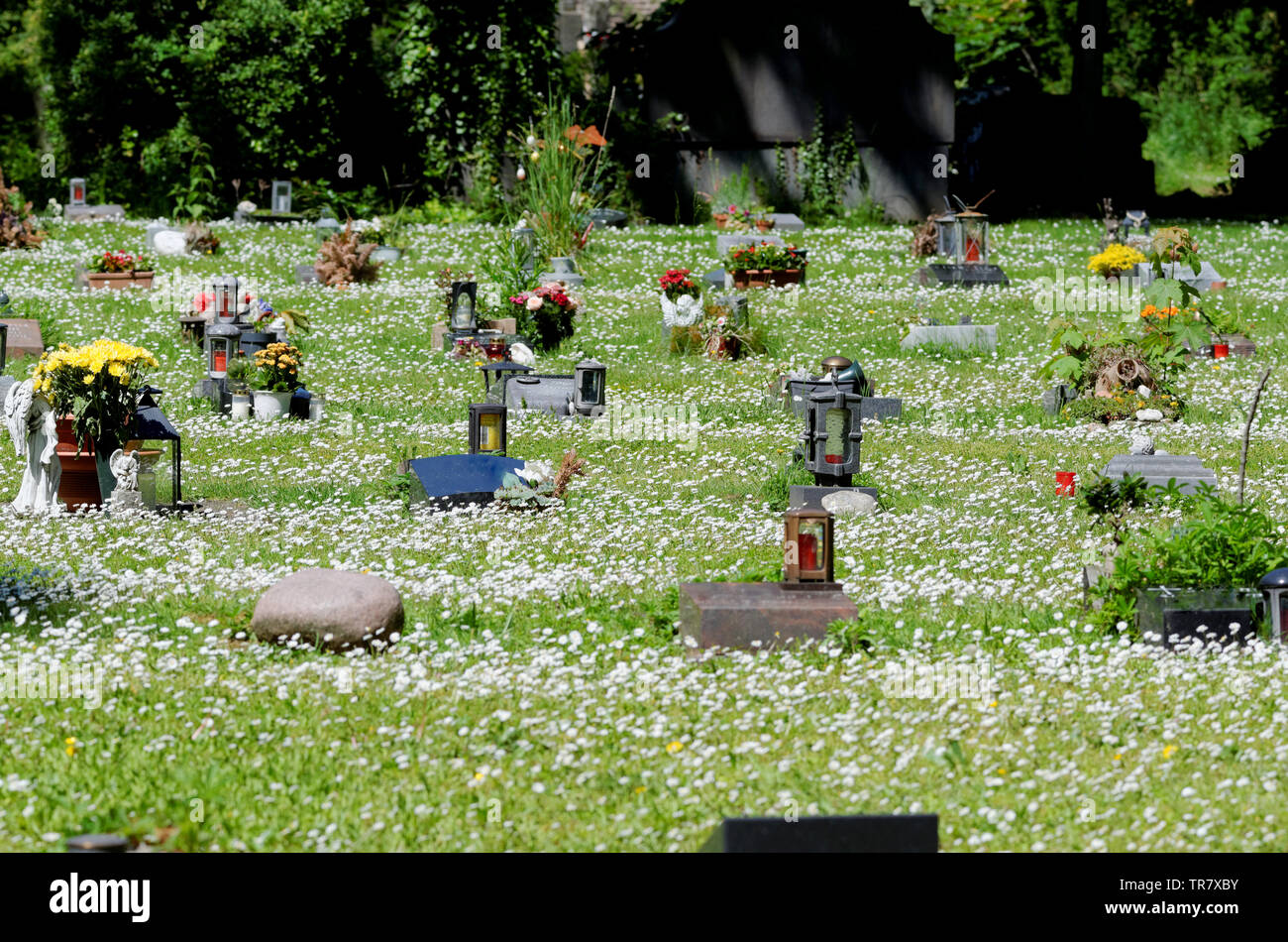 Arme Friedhof in eine blühende Frühlingswiese mit unzähligen Gänseblümchen Stockfoto