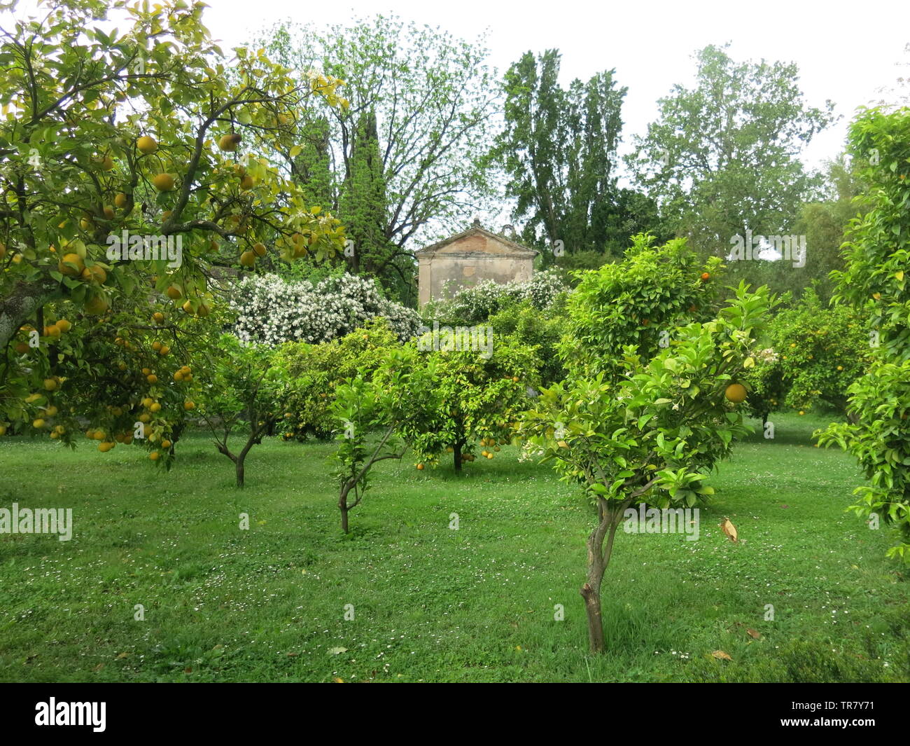 Der Obstgarten an der romantischen Gärten Il Giardino di Ninfa in Mittelitalien mit Reihen von Grapefruit Bäume; Mai 2019 Stockfoto
