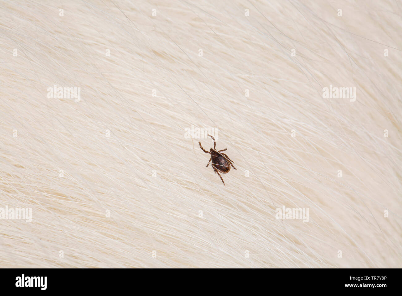 Ein männlicher Tick, Ixodes ricinus, krabbeln in die Haare eines Welsh Collie. Zecken sind Parasiten, die sich von Blut ernähren und kann die Lyme Krankheit verursachen, Lyme borrelios Stockfoto