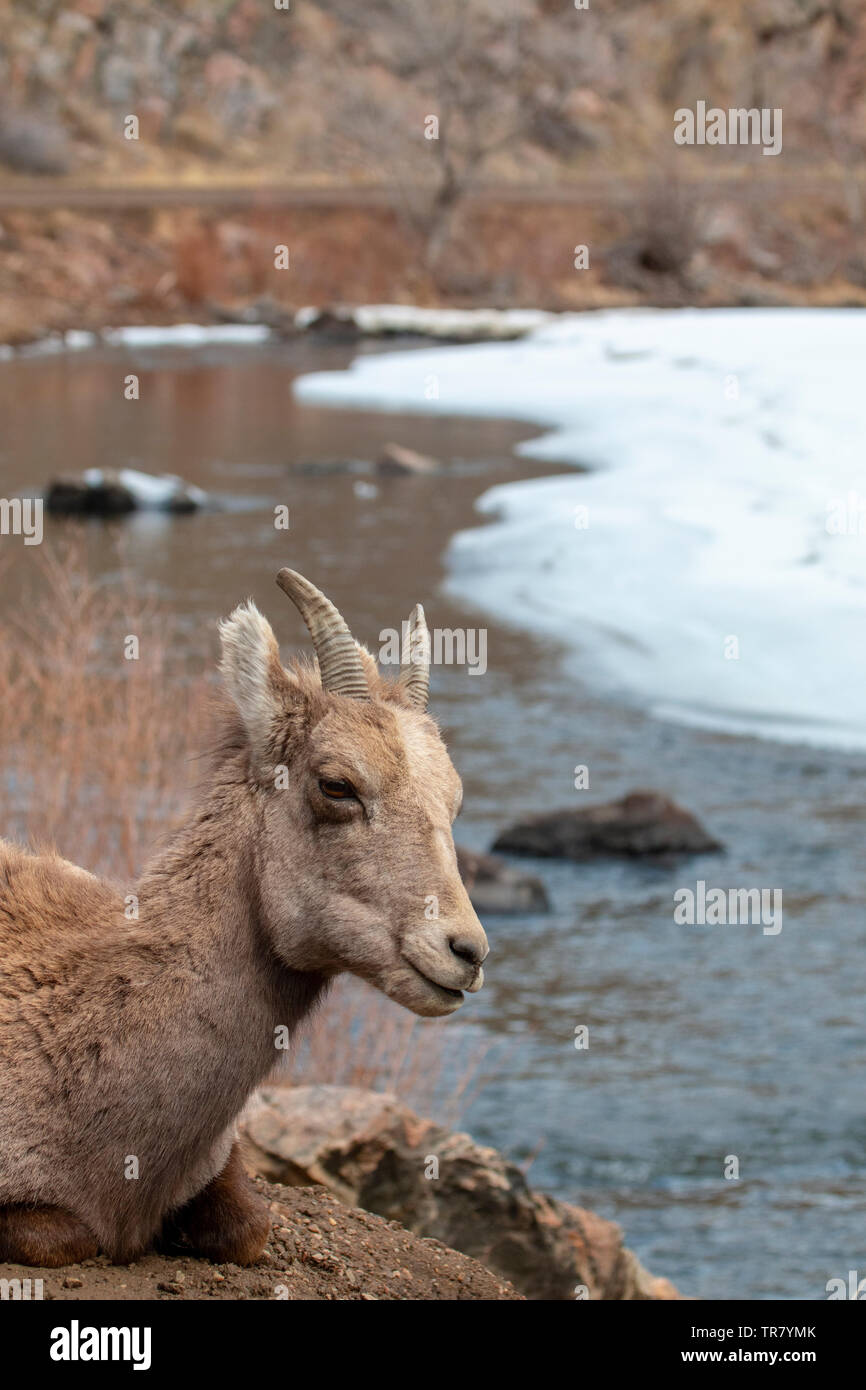 Dickhornschafe entlang der Platte River in Waterton Canyon Colorado auf einer schönen Wintermorgen Stockfoto