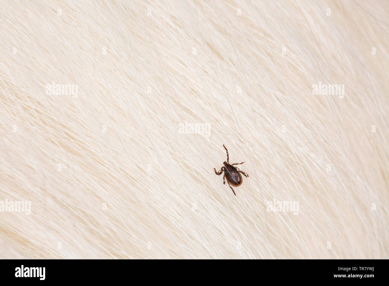 Ein männlicher Tick, Ixodes ricinus, krabbeln in die Haare eines Welsh Collie. Zecken sind Parasiten, die sich von Blut ernähren und kann die Lyme Krankheit verursachen, Lyme borrelios Stockfoto