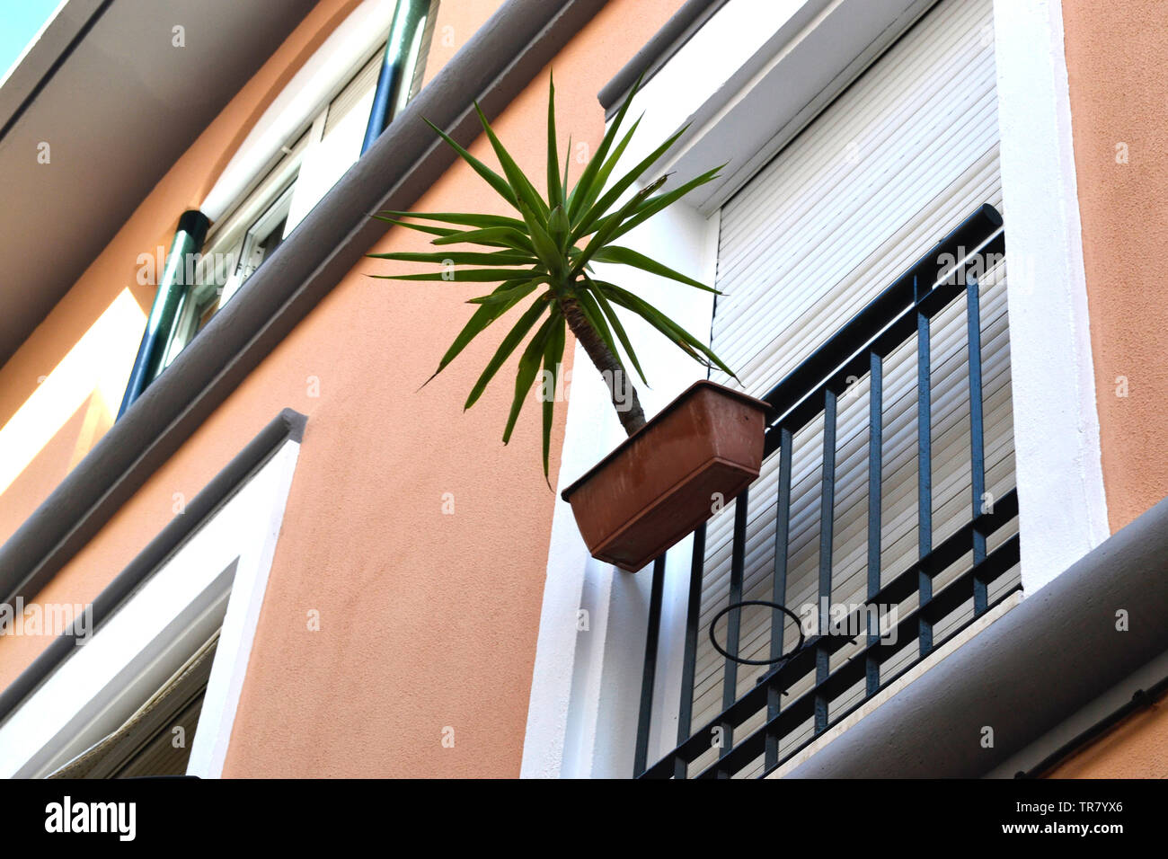 Ibiza Palme auf dem Balkon/Terasse/Ibiza Palm Tree auf dem Balkon/Terrasse/Pflanze/Werk/Gitter/Hauswand/Haus Wand-/Pflanzmaschine/Übertop Stockfoto
