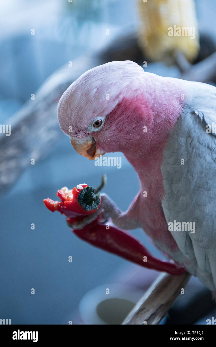 Eine gerettet Rosa und Grau Galah (Eolophus roseicapilla), ein australischer Vogel, essen Samen aus einer Chili. Stockfoto