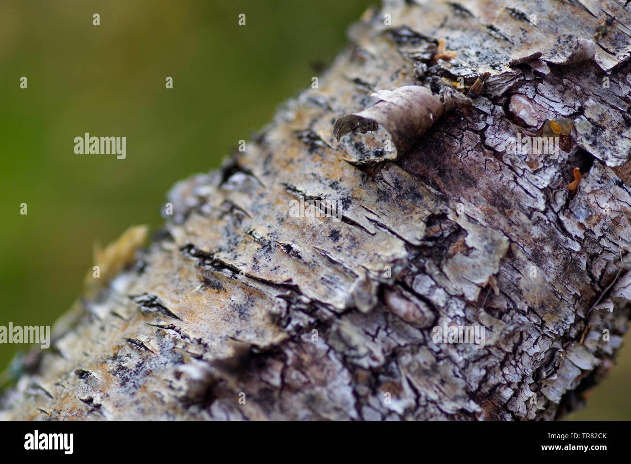 Natürliche Hintergrund in der Nähe von Silver Birch Bark auf einer verfallenden Anmelden. Muir von Dinnet NNR, Cairngorms, Schottland, Großbritannien. Stockfoto