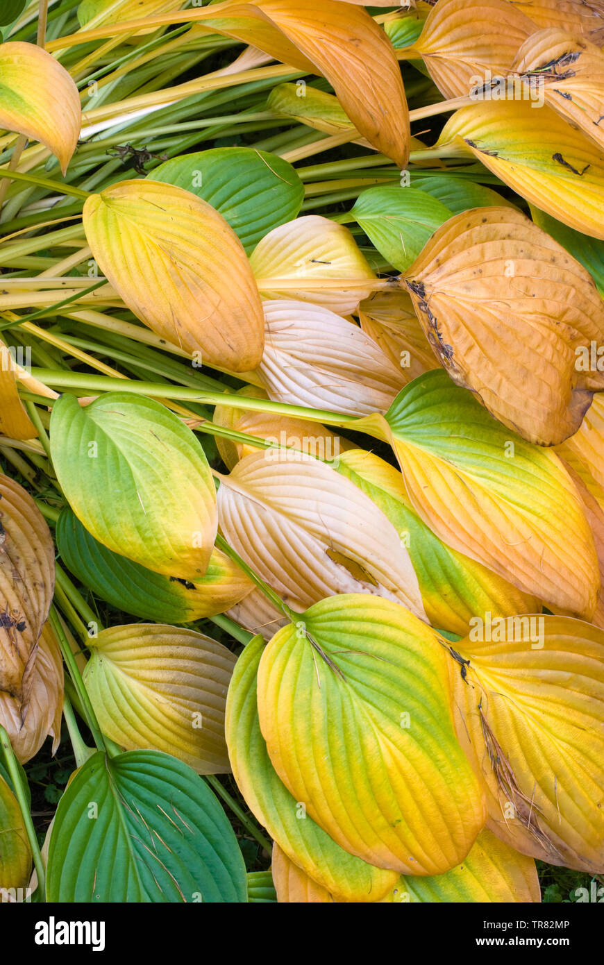 Gelbe hosta Fotos und Bildmaterial in hoher Auflösung Alamy