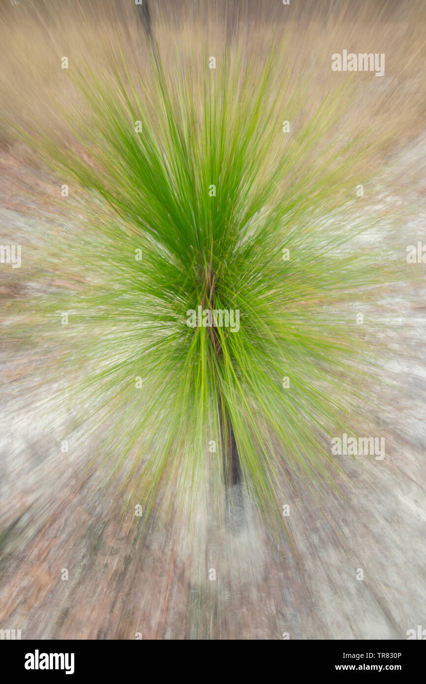 Setzlinge longleaf Kiefer (Pinus palustris), Weymouth Woods Sandhills Nature Preserve, NC, USA, von Bill Lea/Dembinsky Foto Assoc Stockfoto