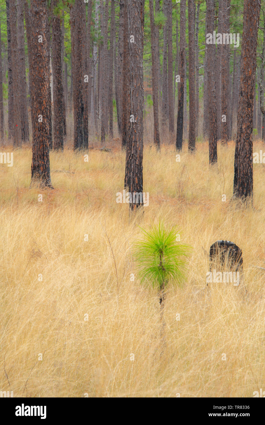 Setzlinge longleaf Kiefer (Pinus palustris), Weymouth Woods Sandhills Nature Preserve, NC, USA, von Bill Lea/Dembinsky Foto Assoc Stockfoto