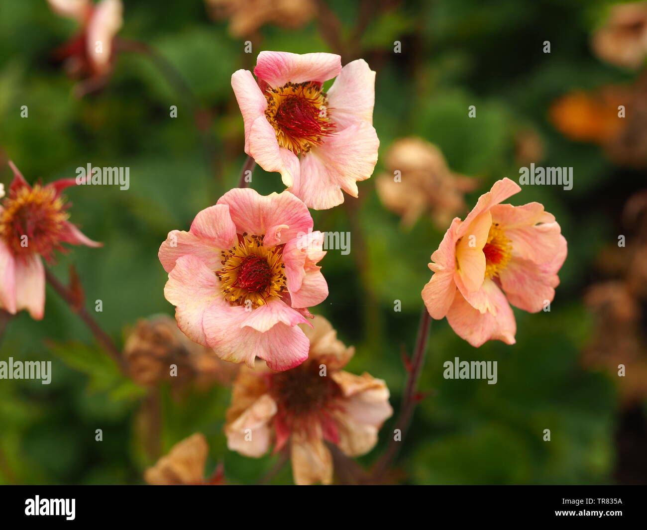 Schöne rosa Geum Blumen in einem Garten Stockfoto