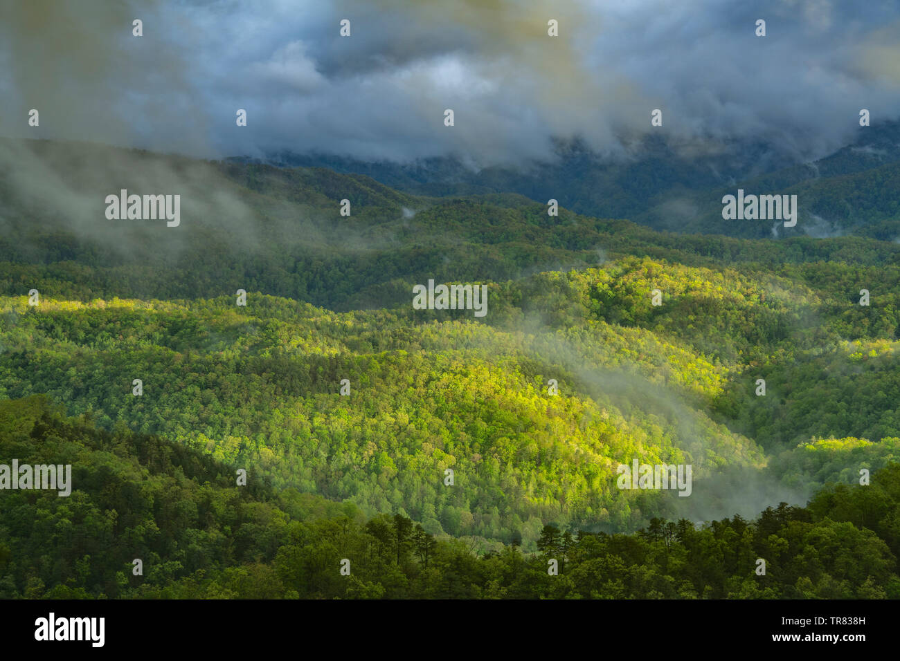 Feder, Foothills Parkway, Great Smoky Mountains Nationalpark, TN, USA, von Bill Lea/Dembinsky Foto Assoc Stockfoto