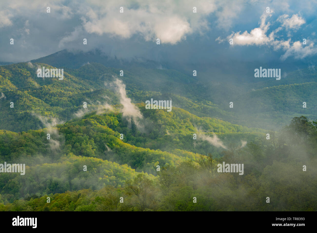 Feder, Foothills Parkway, Great Smoky Mountains Nationalpark, TN, USA, von Bill Lea/Dembinsky Foto Assoc Stockfoto