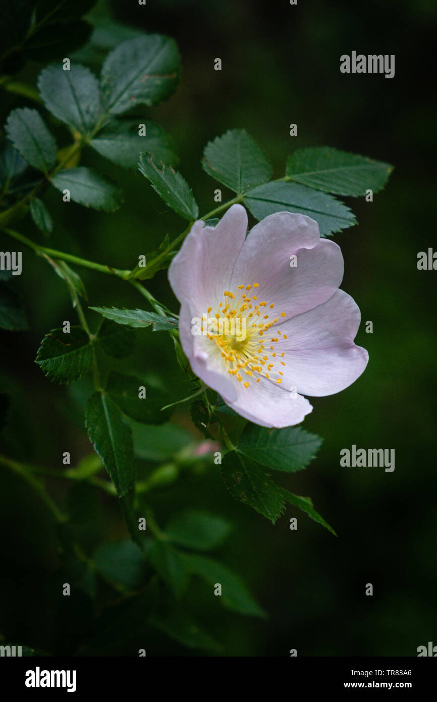 Hagebutten Blume in einer Hecke Stockfoto