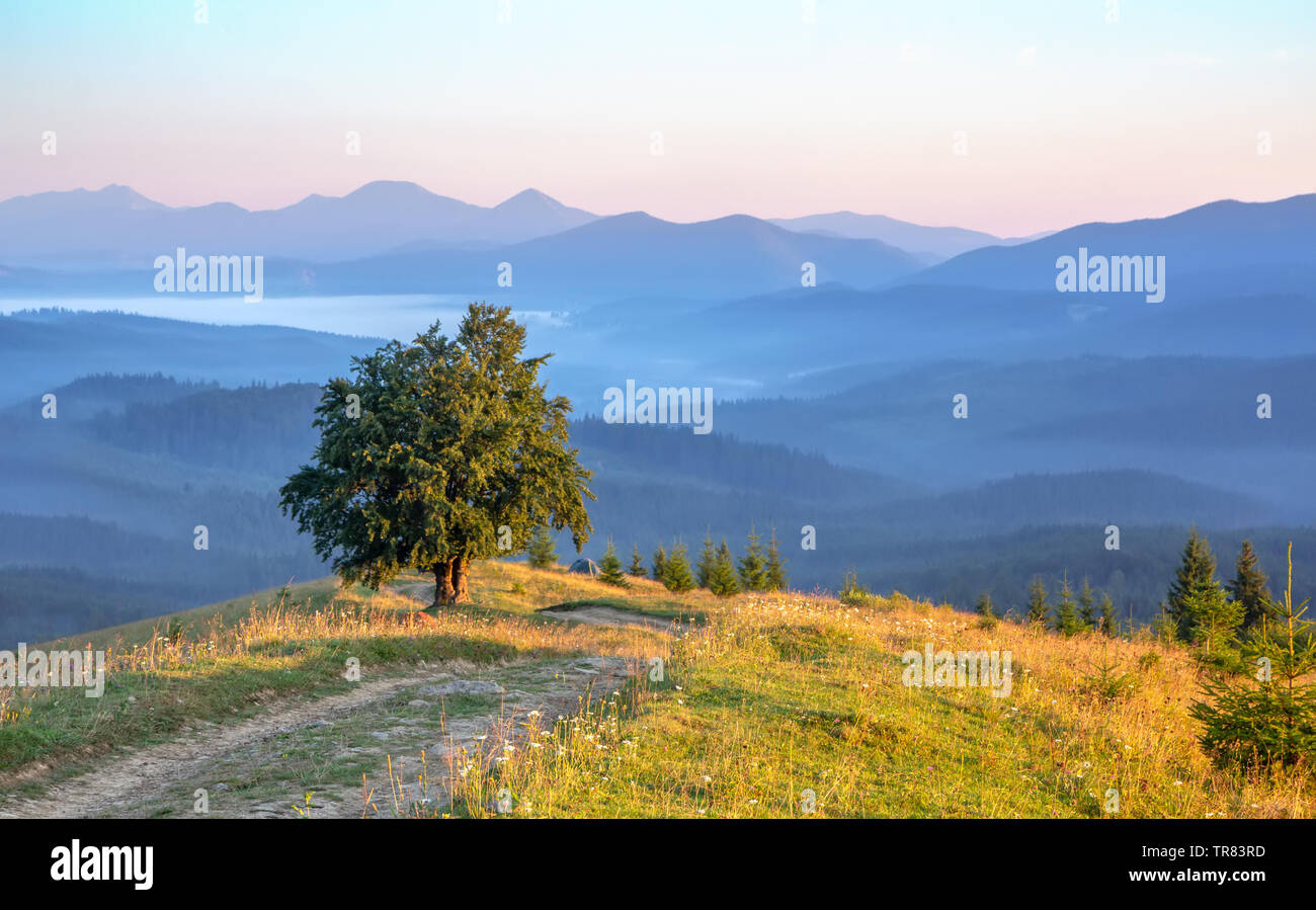 Einsamer Baum auf einem Hügel vor dem Hintergrund der Berge Silhouetten am frühen Morgen, friedlichen Landschaft Stockfoto