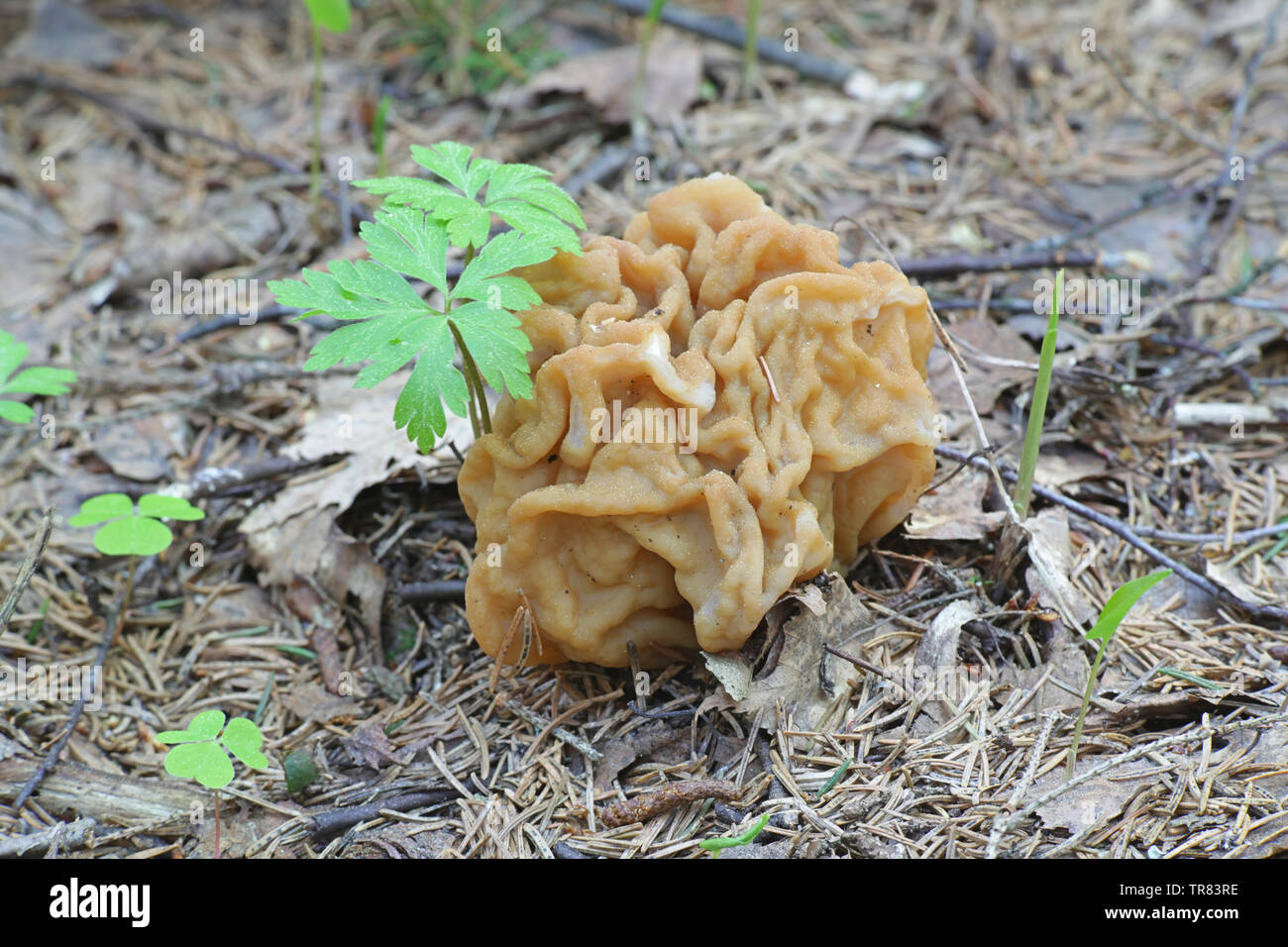 Gyromitra gigas, die gemeinhin als der Schnee, Schnee false Morel Morel, Kalb, Gehirn, oder Bull Nose bekannt, eine wilde essbare Pilze aus Finnland Stockfoto