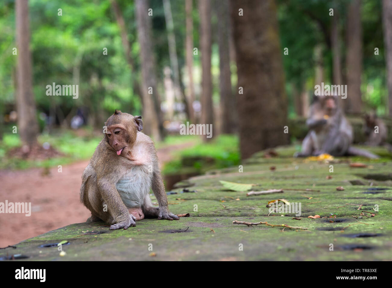 Macaque Affen sitzen außerhalb von Bayon Tempel, Angkor Thom, Provinz Siem Reap, Kambodscha, Indochina, Südostasien, Asien Stockfoto