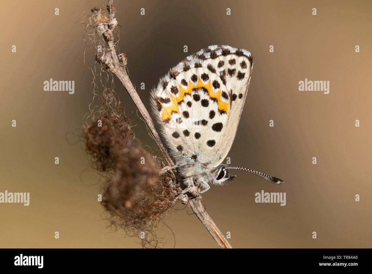 Kariert Blauer Schmetterling (Scolitantides Orion) auf Gras. Stockfoto